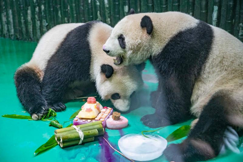 什么动物能打过熊猫 d28166fcdf8b494ea5d5e2dccd24da54.jpg