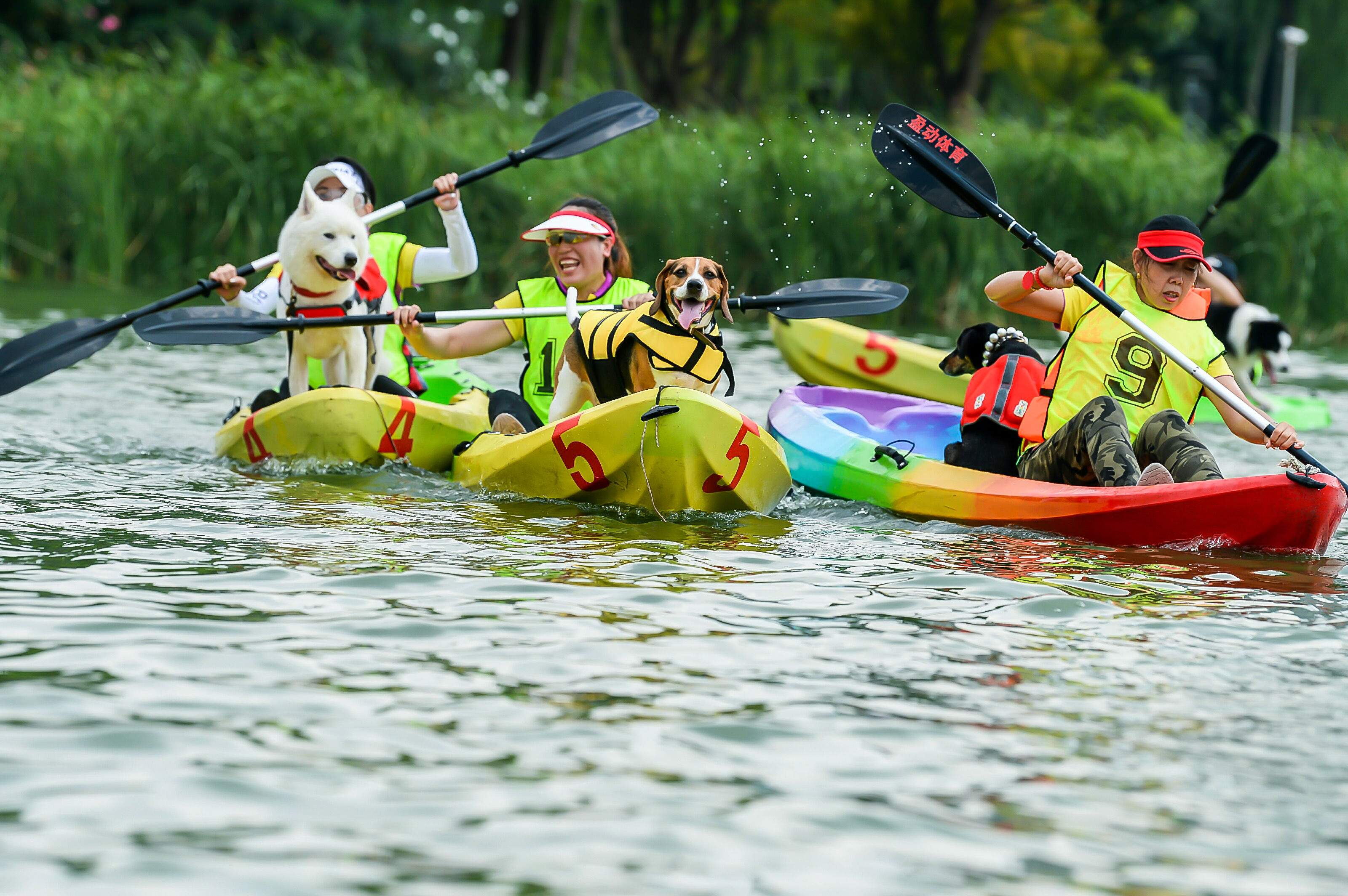携宠皮划艇邀请赛沪上开赛 齐聚银翔湖度特别夏日