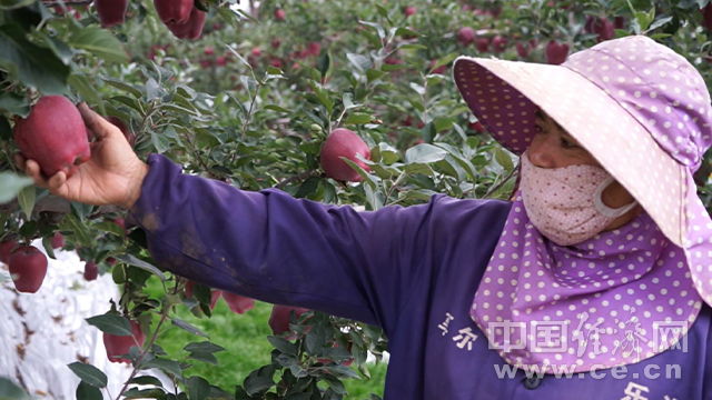 苹果|【西部开发新脉动】产业兴村 苹果“映红”农民致富路