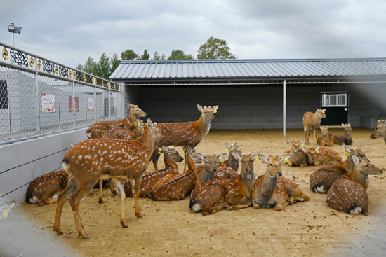 【幸福东北】打造中国梅花鹿特色小镇 鹿乡镇人幸福有底气