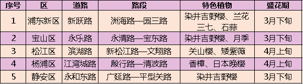 总长3300米樱花花毯 上海5条道路 “落花不扫”