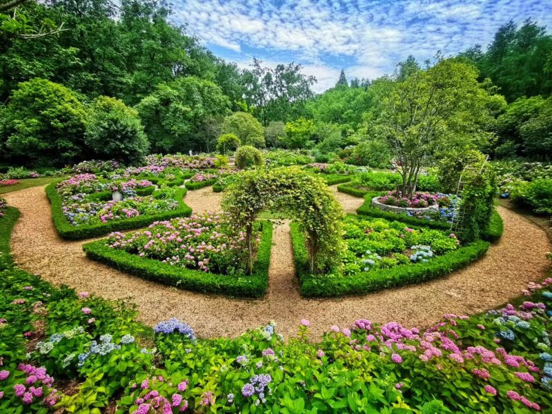 抢占初夏 空档 会变色的它如今红遍上海