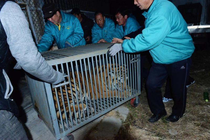 老虎频频进村伤人谁来为这一旗舰物种建森林之家