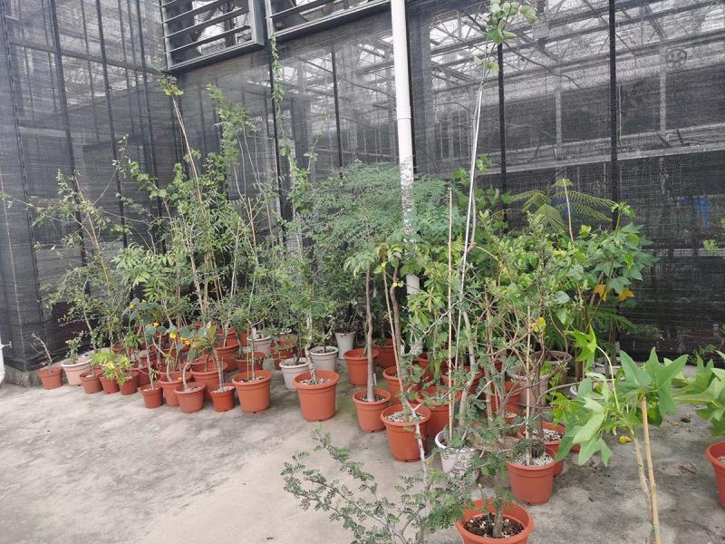 风雨中 上海公园里的珍稀动植物还好吗 烟花 给这座公园送来一大堆垃圾 上观新闻