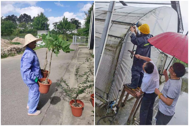 风雨中 上海公园里的珍稀动植物还好吗 烟花 给这座公园送来一大堆垃圾 上观新闻