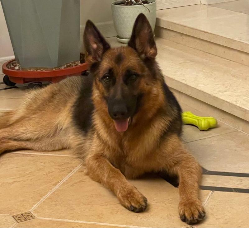 淘汰犬最高拍卖33万元背后 如何安置淘汰退役警犬 上观新闻