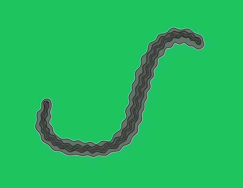 深圳龙岗出现一例输入性钩端螺旋体感染病例系该区十年内首次上报