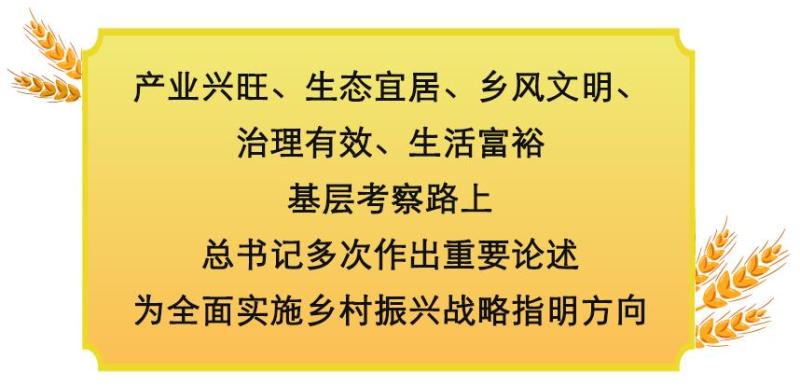 鏡觀·領航丨鄉村振興,在希望的田野上