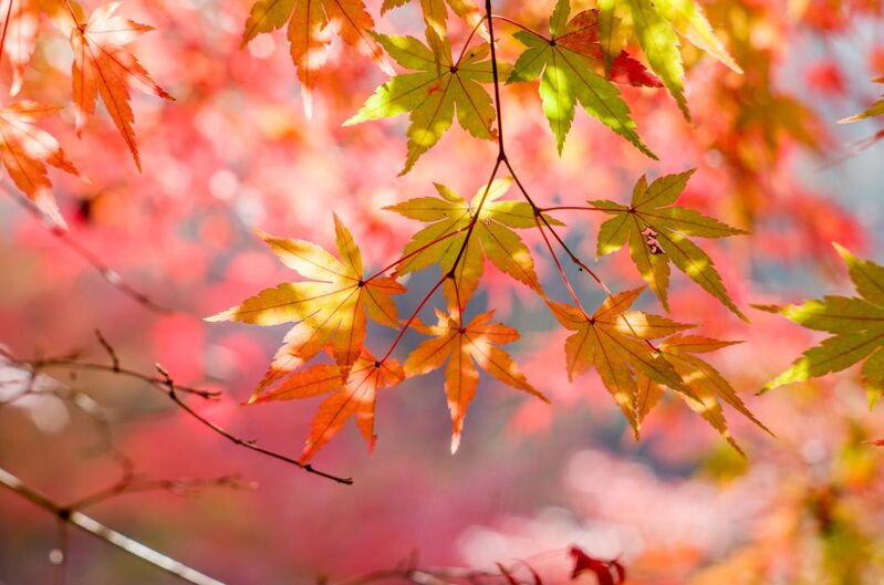 怎么描述秋叶的美景 0e44bedf36654a05a4b121effbf1b37c.jpg