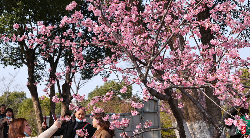 上海的粉色花海来啦顾村公园16万株樱花渐次绽放