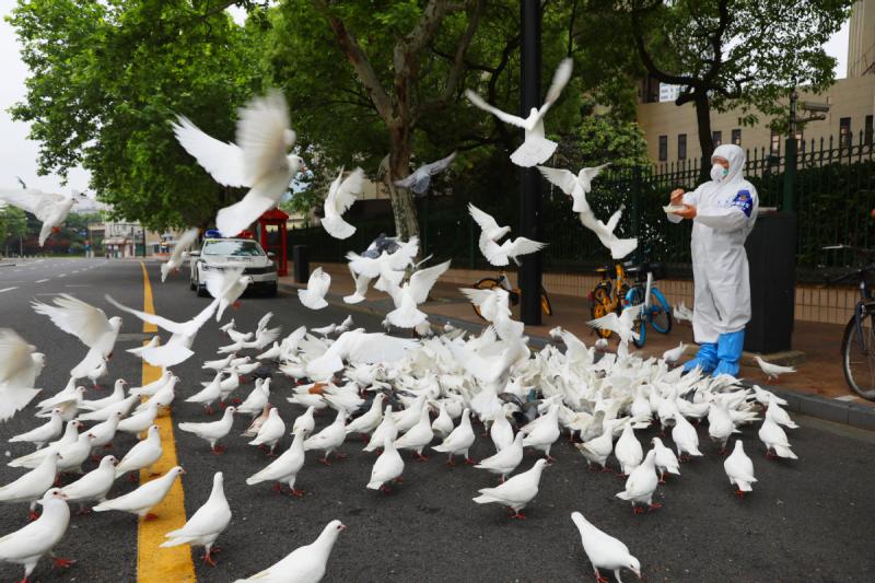 上海黄浦人民广场鸽子遇断粮民警暖心投喂
