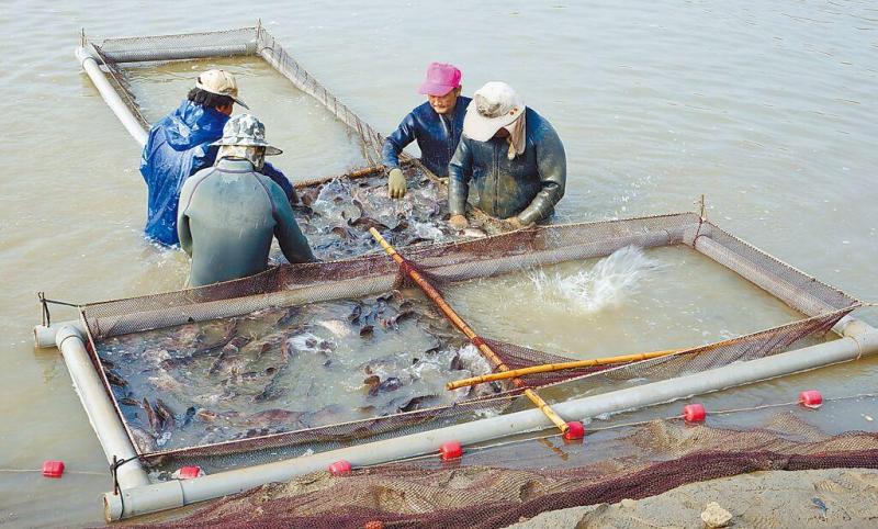 快看看这些石斑鱼 让岛内慌了