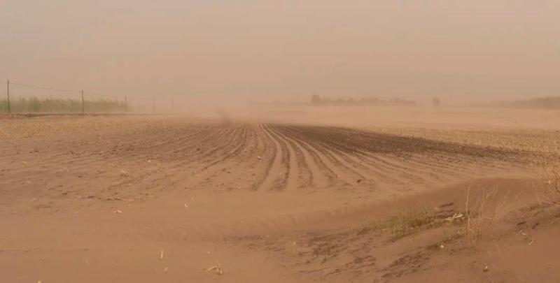 它能保持土壤水分,防治土壤风蚀水蚀,培育土壤肥力.