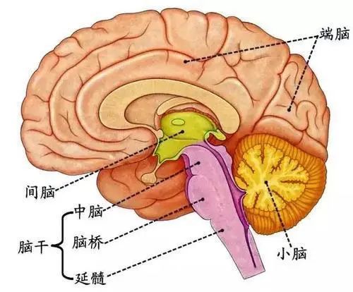 桥小脑角区神经解剖图片