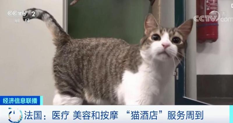 一房难求 猫酒店 火了 主人出游 猫咪享独立假期 还有美容 按摩 解放网 上观新闻