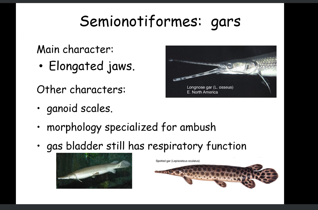 怎么鉴定呼吸套装真伪江湖上，白鲟灭绝后，鳄雀鳝堪称新鱼王！不用现抓，用DNA就能监测入侵物种_https://www.jmylbn.com_新闻资讯_第3张