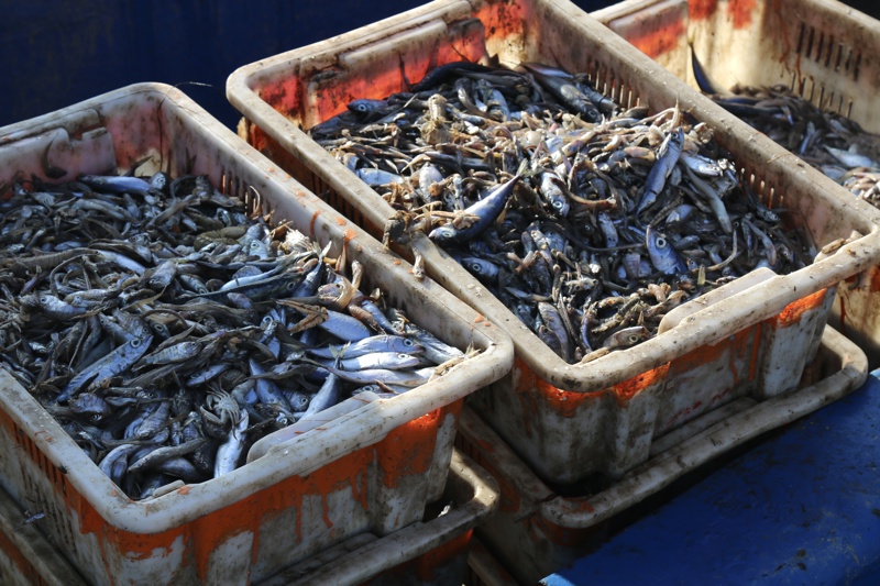 捕获物中，很多小鱼会被制作成饲料。 冯蕊 摄