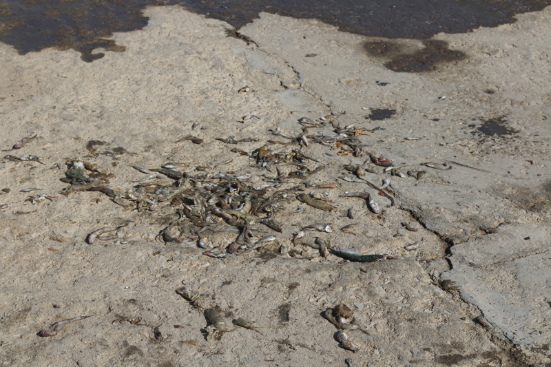 一些鱼获被丢弃在地上。 冯蕊 摄