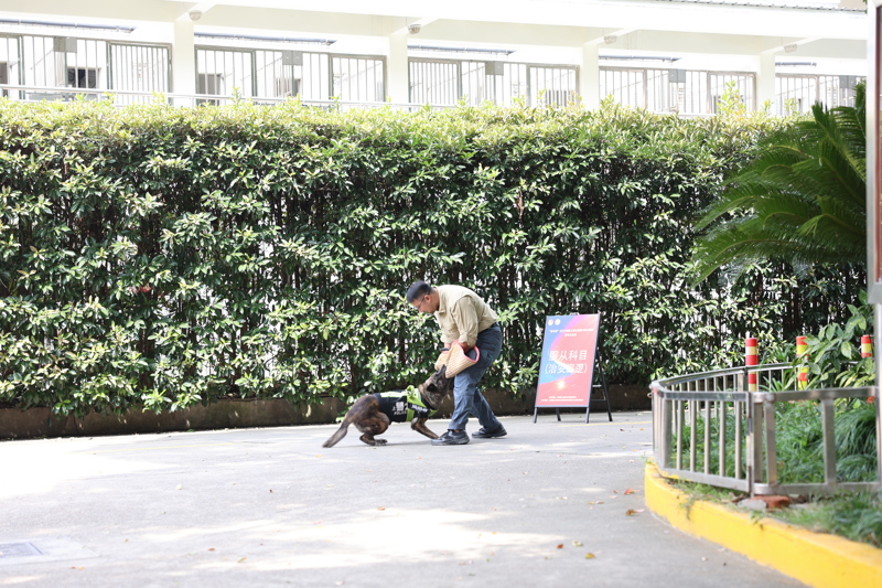 参加比武的警犬正在进行服从性科目训练