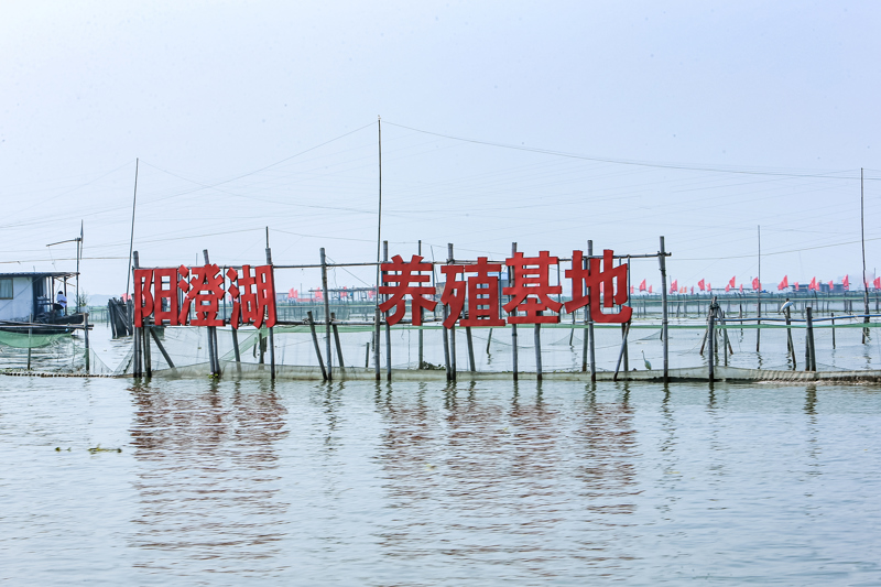 阳澄湖大闸蟹开捕，产量为三年来最高