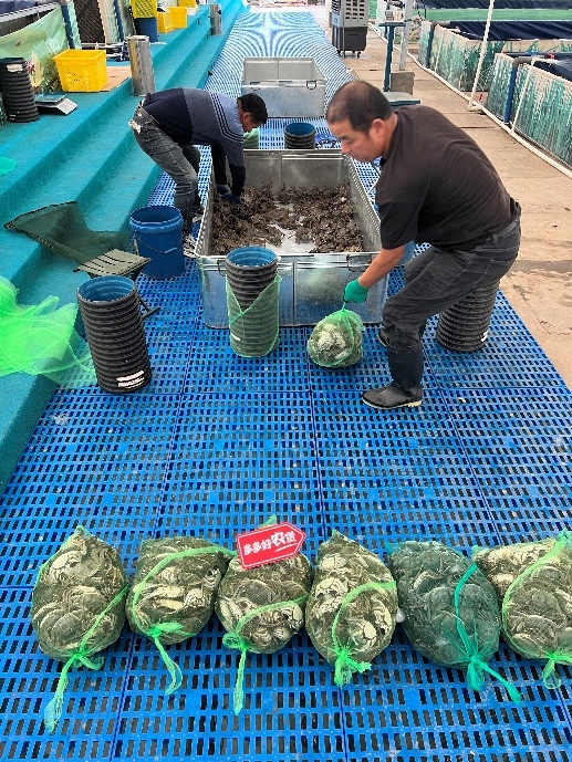 刚刚捕捞的新疆雪蟹，即将通过空运和冷链运输送到消费者手中。 小龙 摄