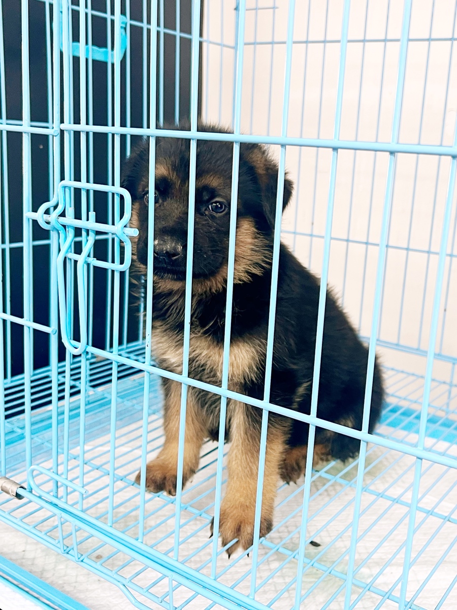 犬舍内正在出售德国牧羊犬的幼崽。
