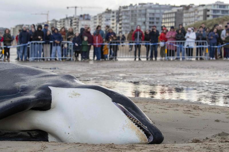 （外代一线）（2）一头虎鲸在比利时北海海滩搁浅后死亡
