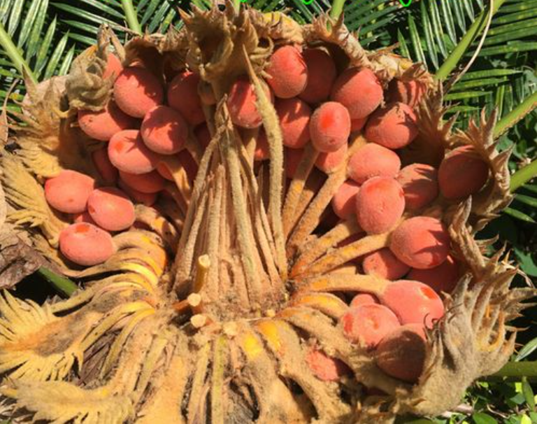 铁树结果就更为罕见了,铁树开花不多见,食用或致死!