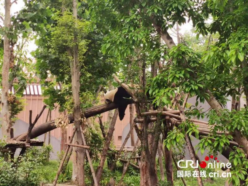 图片[1]-【中国有约】走进四川 看“文化旅游省”凭什么值得一游-上淘有品虚拟资源下载