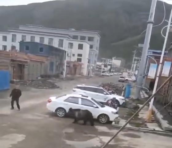 西藏回应县城中心频频熊出没_围墙铁门图片_围墙大铁门
