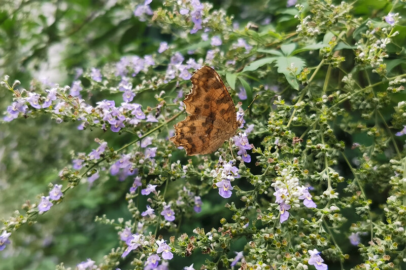 上海越来越多花园少了匠气多了生机但种对乡土植物未必能招蜂引蝶