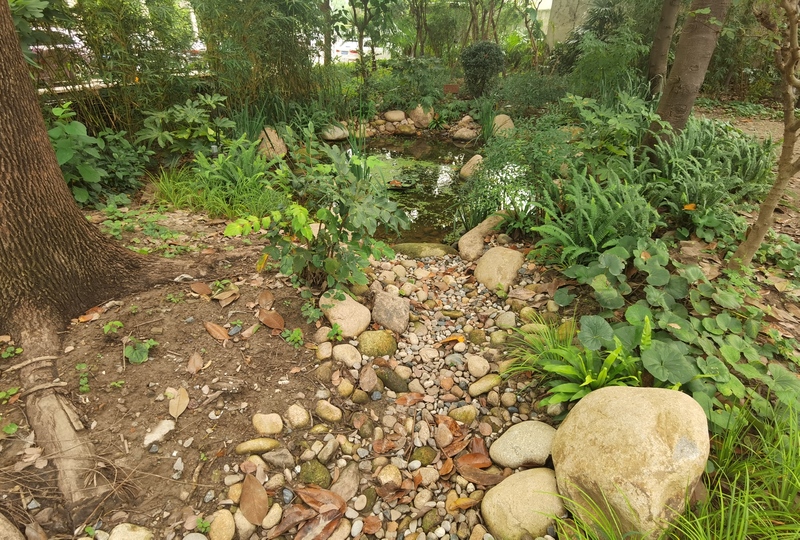 上海越来越多花园少了匠气多了生机但种对乡土植物未必能招蜂引蝶