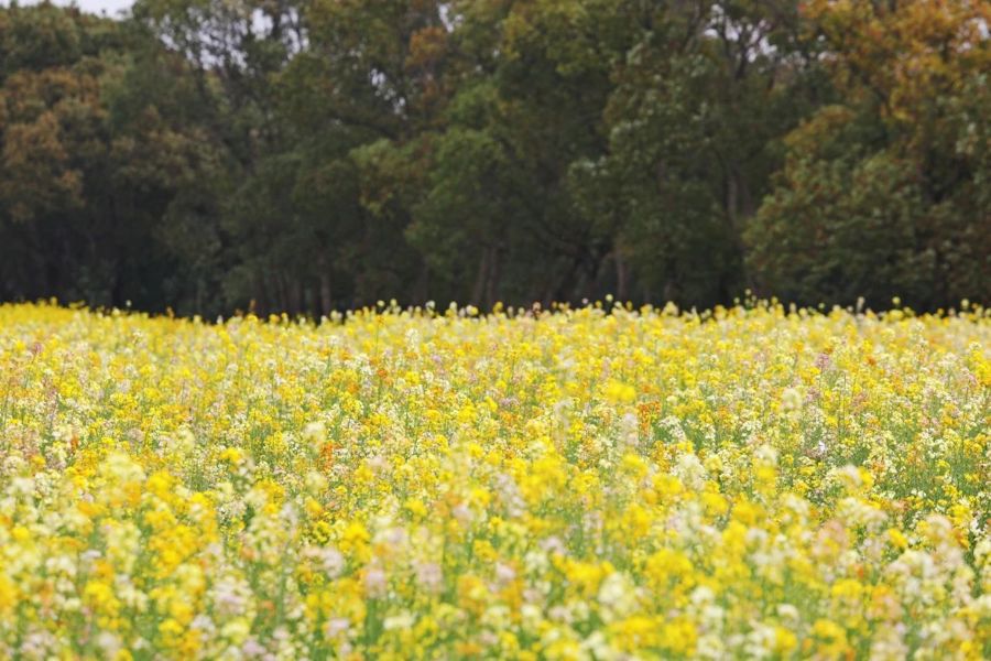 春天赏花才是正经事上海郊区赏春地图来啦盘点n个鲜花节