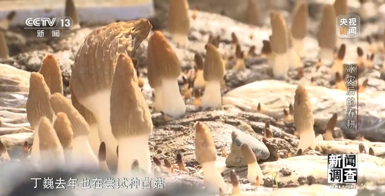 冰灾之后春耕怎么样了