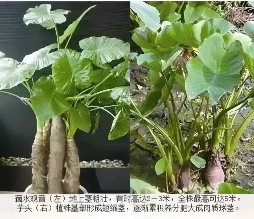 02叶子聚生于茎顶部,呈盾状阔箭形,叶面光滑如蜡.