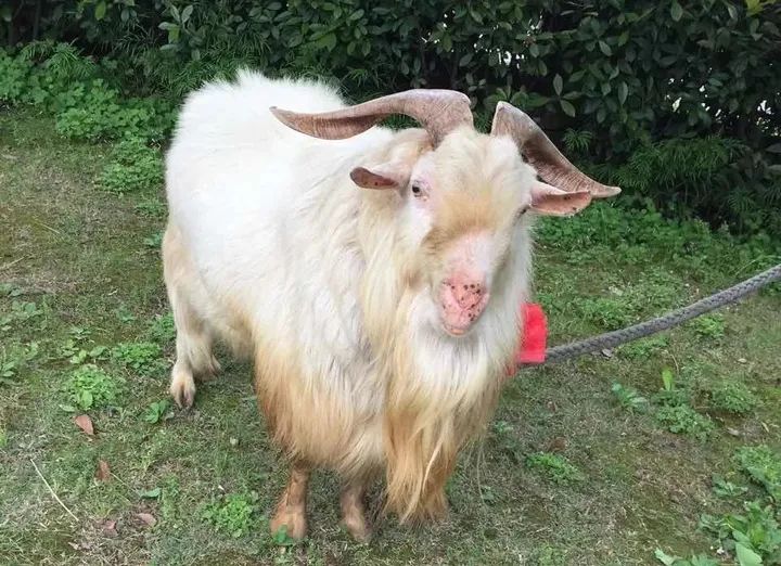 他们为这只羊,发了一份讣告