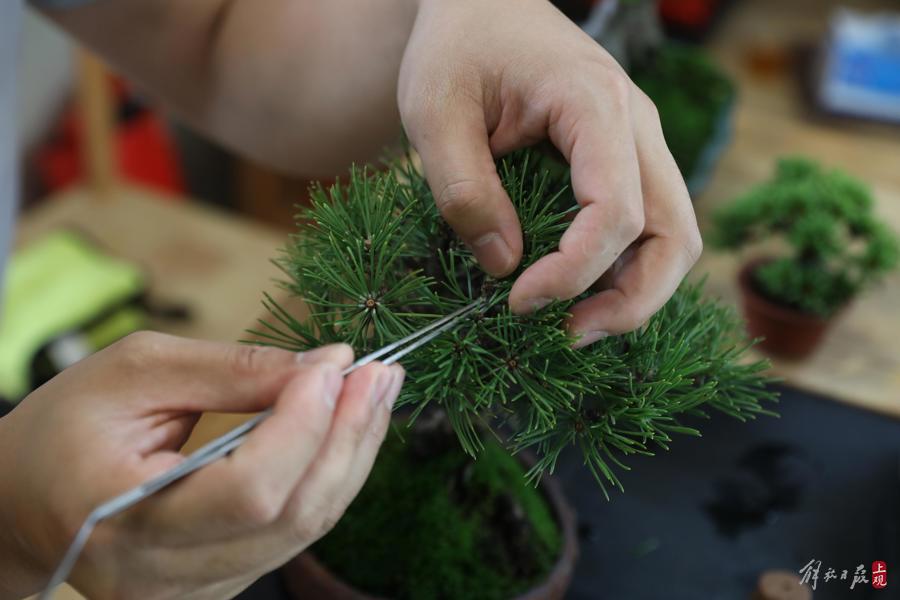 "它们和我是一同成长的",变爱好为事业的盆景达人