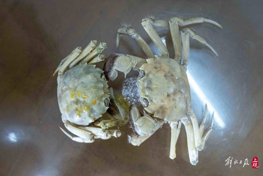 这身通透色泽为最大卖点,主要面向中高端市场,售价预期比常规品种偏高