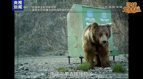 中国流浪犬戈壁 CB20240915080713094012.jpg