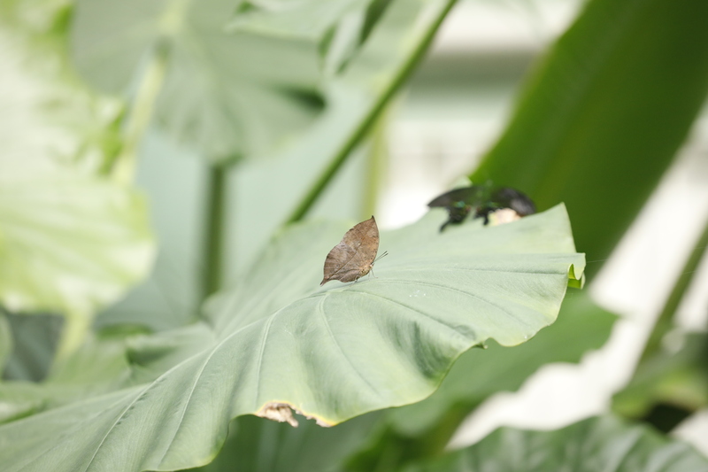 萌物、花海、光影秀争奇斗艳，上海各大公园假期首日迎客忙