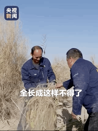 万亩沙海变绿洲 退伍老兵组队挑战“沙漠之城”