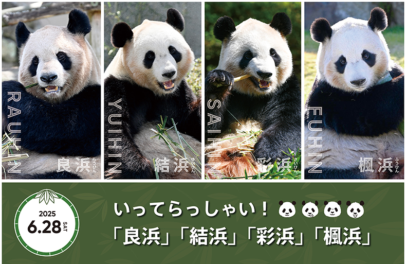 熊猫寿命一般多长时间 CB20250523130018059029.png