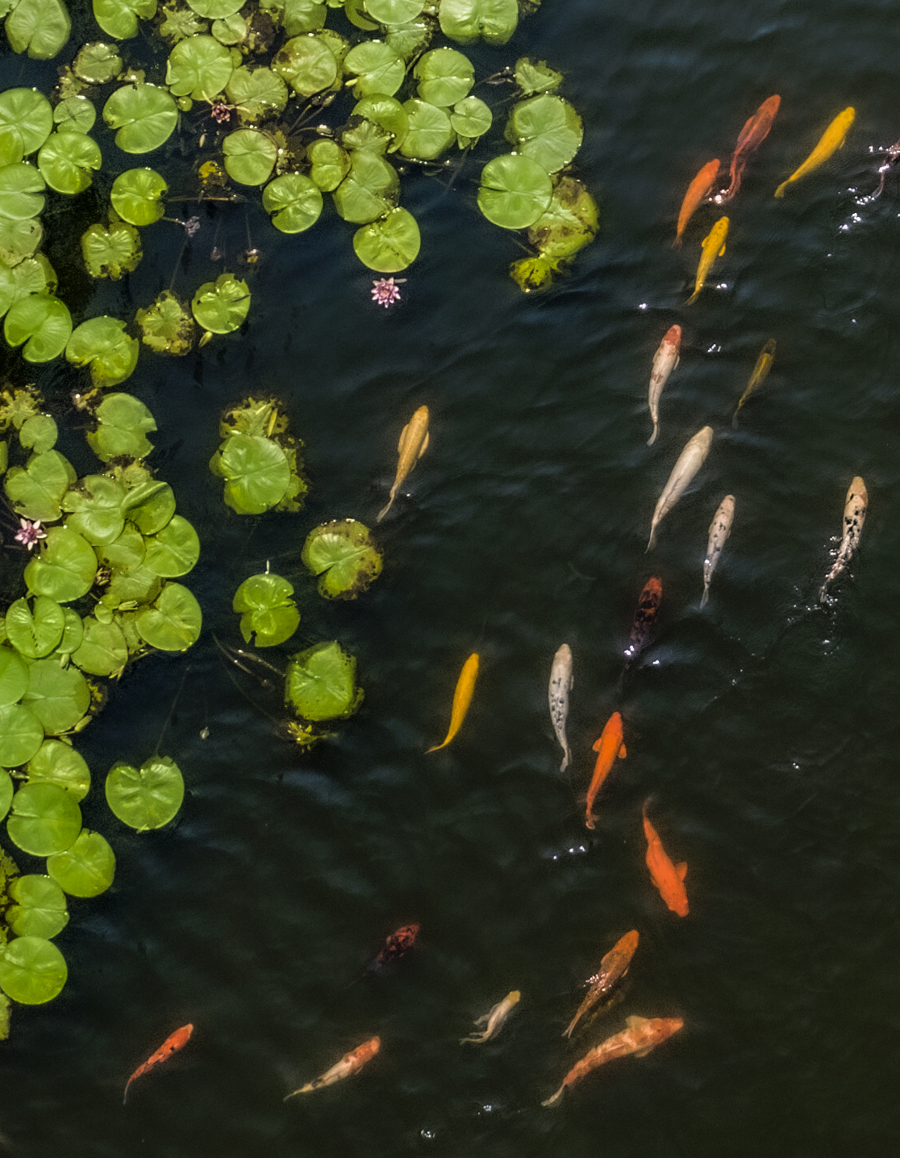 鱼戏莲叶间 夏日江南限定美景图丨新民印象