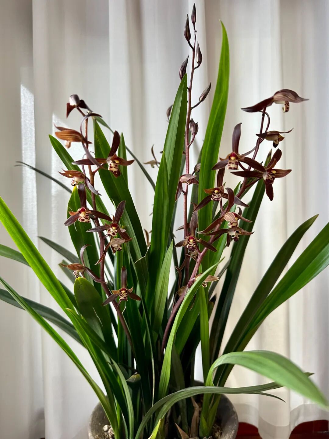 【给黎明写着信】和兰花在一起