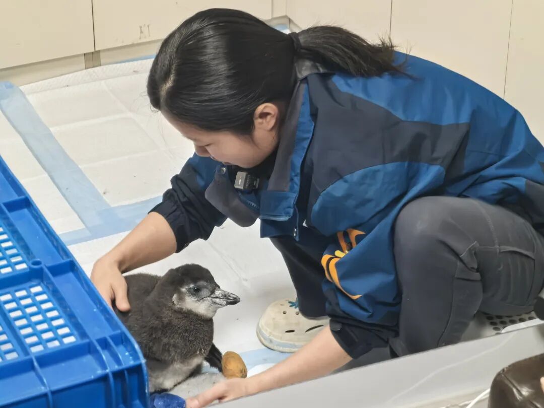 14年等一“鹅”！长风海洋世界官宣新生小企鹅