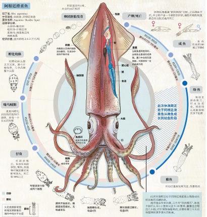 鱿鱼中文解剖结构图图片