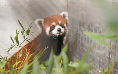 这是6月6日在台北市立动物园检疫室内拍摄的雄性小熊猫。<br>新华社发（台北市立动物园供图）