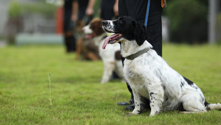 淘汰犬最高拍卖33万元背后 如何安置淘汰退役警犬