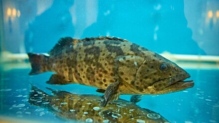 进不了大陆的石斑鱼就放心让台湾百姓吃吗