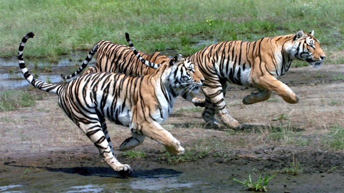 东北虎豹国家公园野生东北虎,豹已增至150只左右